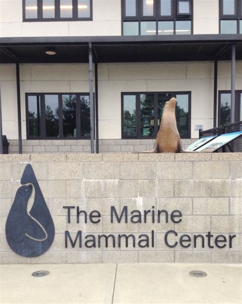 The Marine Mammal Center Clean And Scentsible