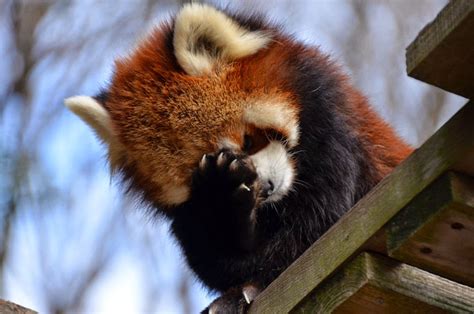 Sharing 40 Adorable Red Panda Pictures 40 Pics Love ~ I Love Funny