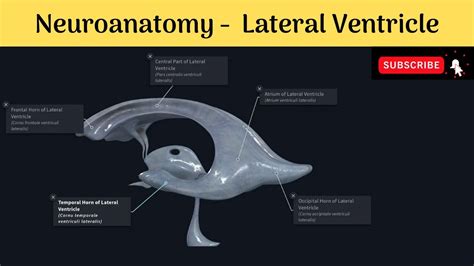 Lateral Ventricle Of Brain Parts Boundaries Choroid Plexus