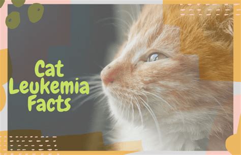 What You Need To Know About Cat Leukemia Oliveknows