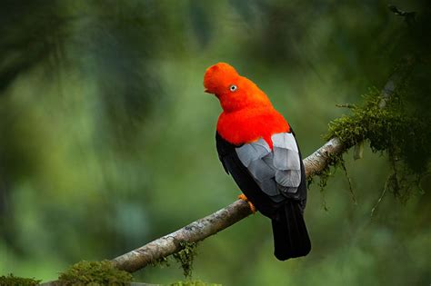 Bird Bucket List 10 Iconic Birds Around The World Bird Spot