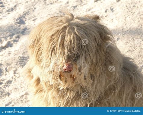 Very Furry Fluffy Posing Dog On White Snowy Background Stock Image