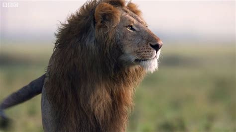 800万回超も再生された「百獣の王ライオンがハイエナに囲まれ絶体絶命の瞬間」を捉えたムービー Gigazine