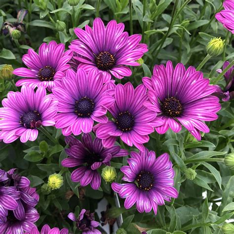 Osteospermum Soprano Purple Buy African Daisy Annuals Online