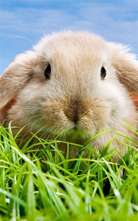 Rabbit Phone Wallpapers - Wallpaper Cave