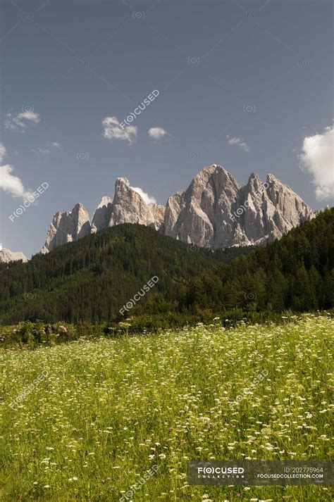 Wildflower Meadow And Odle Mountain Skyline Funes Valley Dolomites