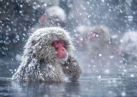 Snow Monkeys Love Hot Baths Just Like Humans Do And Now We Know Why