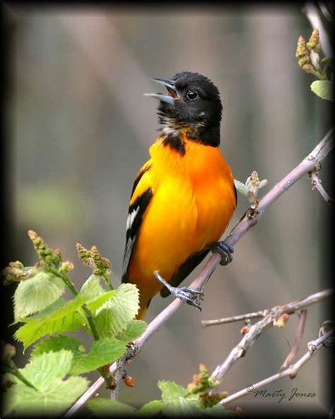 Blackbirds Orioles All Eleven Species Expected In Indiana Have Been