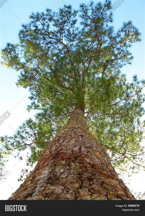 Tall Pine Tree Image And Photo Free Trial Bigstock