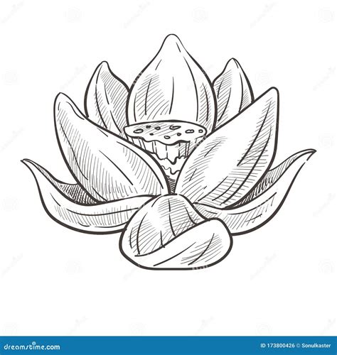 Wild Oriental Flower Lotus Bud Isolated Sketch Stock Vector