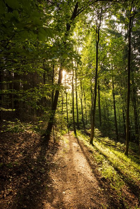 Follow The Light Sunrise On A German Forest Trail Mark Grant Jones