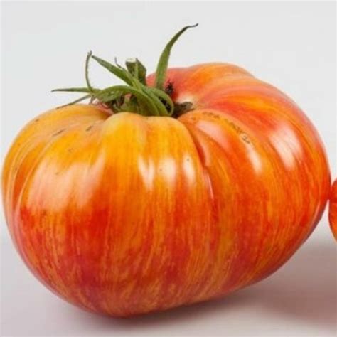 Beefsteak Tomato Seeds Mr Stripey السعر €155