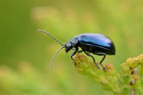 Black Insect In Green Leaf Hd Wallpaper Wallpaper Flare