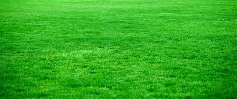Download Wallpaper 2560x1080 Grass Lawn Green Bright Dual Wide 1080p Hd Background