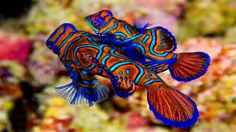 Top 5 Most Beautiful Fishes In The World Youtube