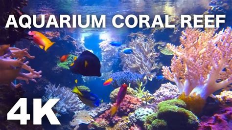 Aquariums Aquarium 4k Coral Reef 4k Screensaver 4k Vedieo Fish