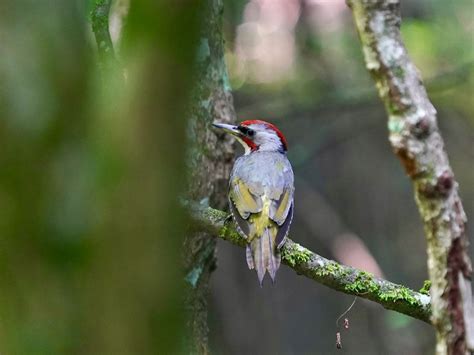 峠の水場に頻繁に出て来たアオゲラ！ シエロの野鳥観察記録