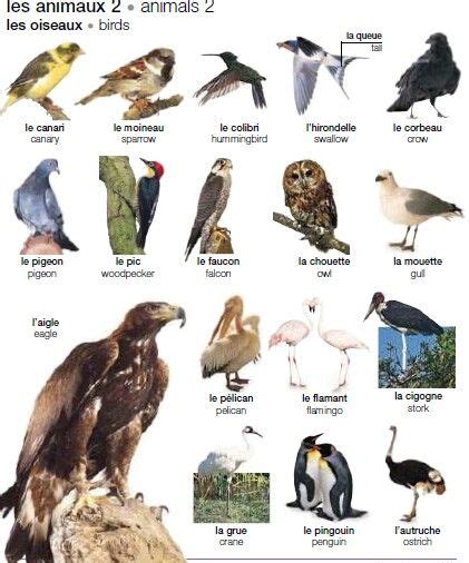 Les Oiseaux French Language Teaching French French Vocabulary