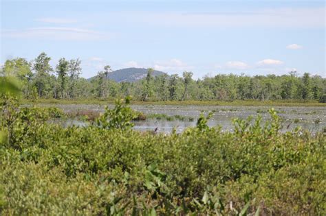 Southern New England Outdoor And Nature Site Brownfield Bog And