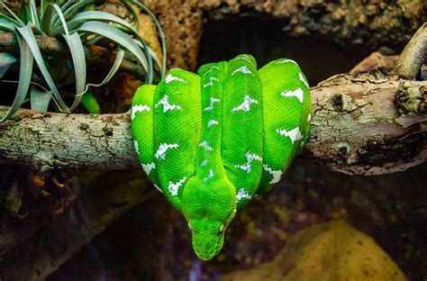 Emerald Tree Boa Care Temperament And Breeding Az Reptiles