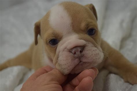 Fawn Chocolate Tri English Bulldog Puppy For Sale