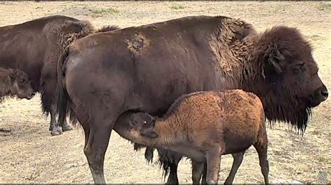 Nursing Bison Bison Watering Hole Cam 14 August 2017 Youtube