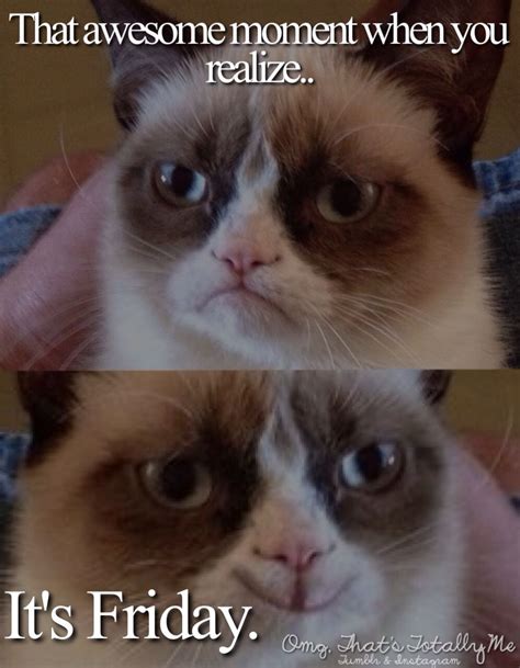 Grumpy Cat Funny Grumpy Cat Memes Grumpy Cat Cat Memes