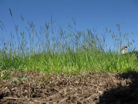 How To Care For A Bahiagrass Lawn Dengarden