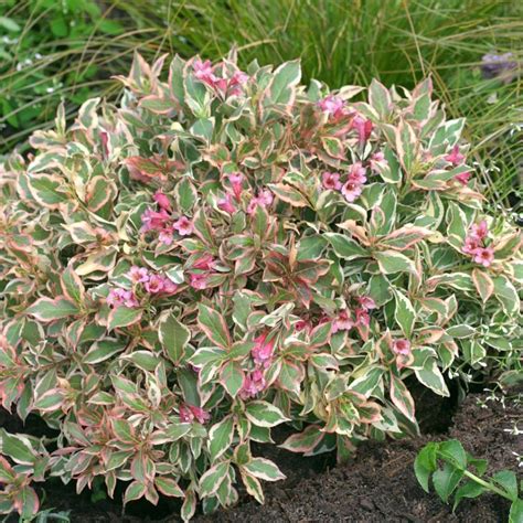 A Small Bush With Pink And Green Flowers In The Middle Of Some Dirt