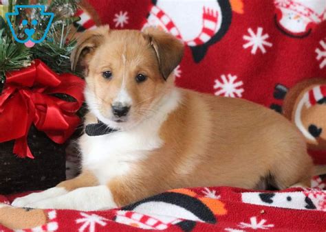 2 males and 2 females. Christmas | Border Collie Mix, Shetland Sheepdog Mix Puppy For Sale | Keystone Puppies