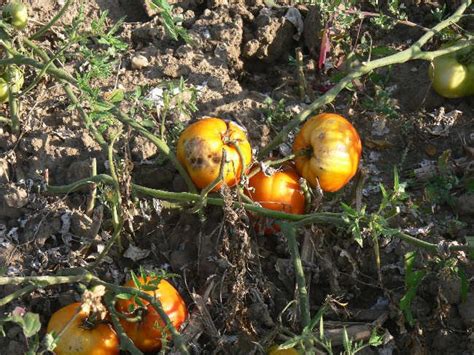 Grow robust tomato plants with burpee's high yield tomato seeds today. Reif Red Heart heirloom oxheart tomato seeds