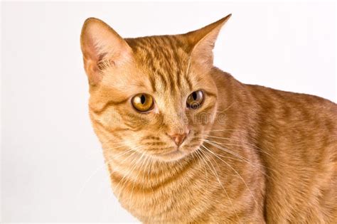 Orange Tabby Cat Stock Photo Image Of Striped Friendship 7811724