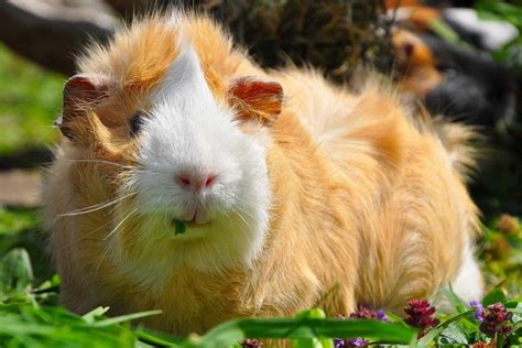 Can Guinea Pigs Have Rabies Clever Pet Owners