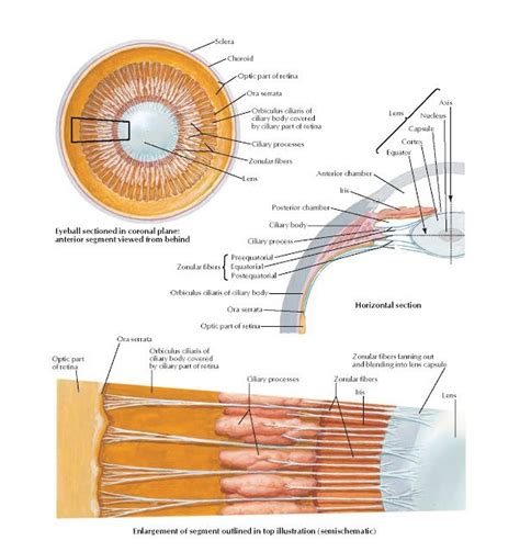 Lens And Supporting Structures Anatomy Sclera Choroid Optic Part Of