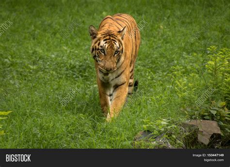 Indian Bengal Tiger Image And Photo Free Trial Bigstock