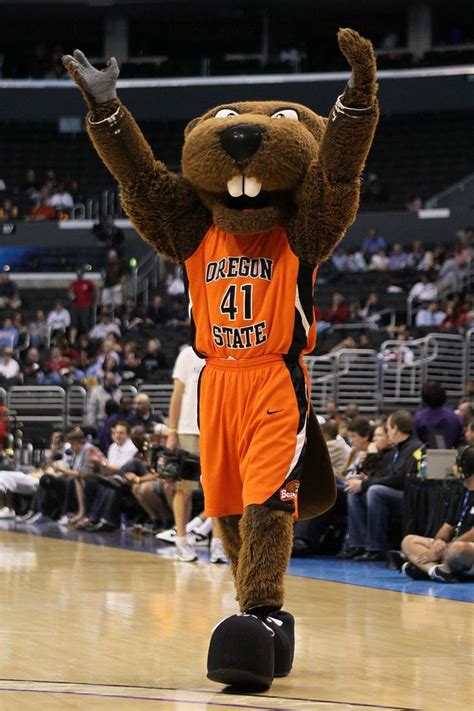 The Definitive Ranking Of The Mascots Of The Pac 12 Beaver Oregon