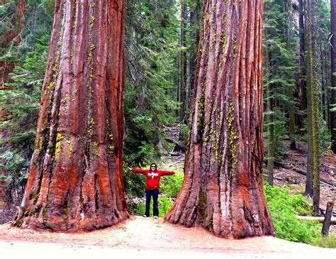 Yosemite National Park And Sequoia Trees Sling Adventures