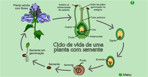 Ciclo De Vida Das Plantas