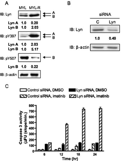 Lyn Kinase Confers Imatinib Resistance In Myl R Cells A 2 ϫ 10 6 Download Scientific Diagram