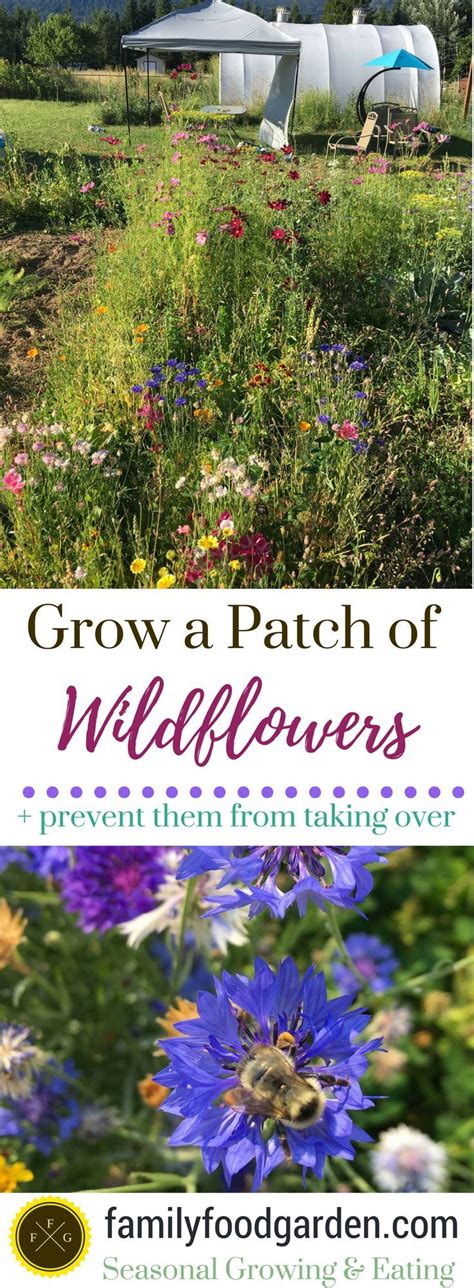 13 plants and flowers to attract birds. Growing Wildflowers to Attract Wild Pollinators ...