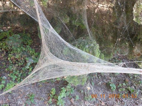 Spider Webs In Trees Australia Towanda Scanlon