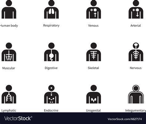 Human Body Systems Icons On White Background Vector Image