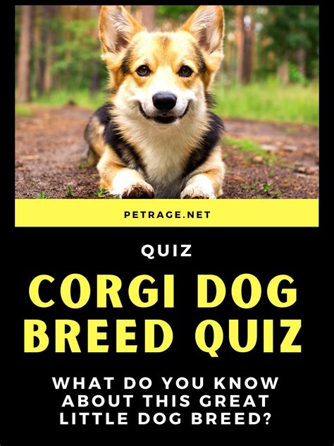 The Corgi Dog Breed Quiz | Corgi dog breed, Corgi, Dog breed quiz