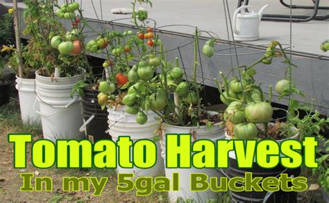 Growing Tomatoes In 5 Gallon Buckets Container Garden Stand George