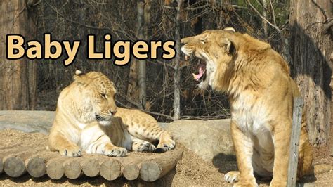 Some voice their curiosity earlier, some later, but all. Baby Liger - Zoo Babies - YouTube