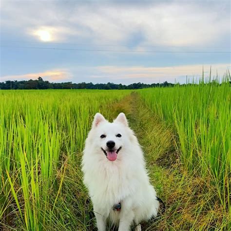 The Indian Spitz Was One Of The Most Popular Dogs In India During The