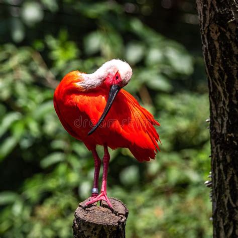 Scarlet Ibis Eudocimus Ruber Wildlife Animal In The Zoo Stock Image