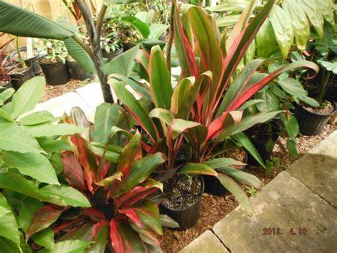 New Plants And This Weeks Hours 529 61 2013 Exotica Tropicals