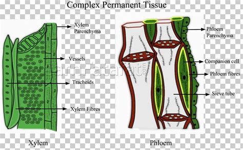 Tissue Phloem Xylem Plant Pletivo Png Clipart Abdomen Biology Cell