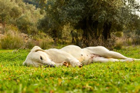 Sleeping White Dog Stock Photo Image Of Life Trees 129104386